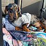 dog, dachshund, pet, animal, car_interior, blanket, clothing, hoodie, seat, sunlight, relaxed, lying_down, cute, cozy, domestic_animal, mammal, fur, ears, paws, portrait