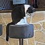 cat, black_and_white, bar_stool, indoor, kitchen, stone_wall, yellow_cabinets, grooming, pet, animal, feline, fur, tail, seat, home, cozy, domestic, cleaning, perched, cute