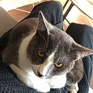 Rocket participe au concours pour gagner de l'argent avec cette photo : cat, gray_cat, white_cat, pet, indoor, lap, feline, cozy, resting, closeup, domestic_cat, fur, whiskers, yellow_eyes, person, knees, textured_fabric, wooden_furniture, tile_floor, relaxation