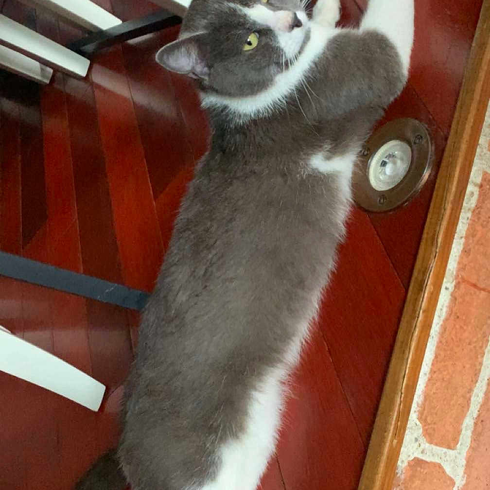 Rocket participe au concours pour gagner de l'argent avec cette photo : animal, brick_wall, cat, chair, curious, domestic_animal, floor, furniture, gray_cat, home, indoor, looking_back, paw, pet, relaxed, stretching, tail, white_cat, wooden_floor, yellow_eyes