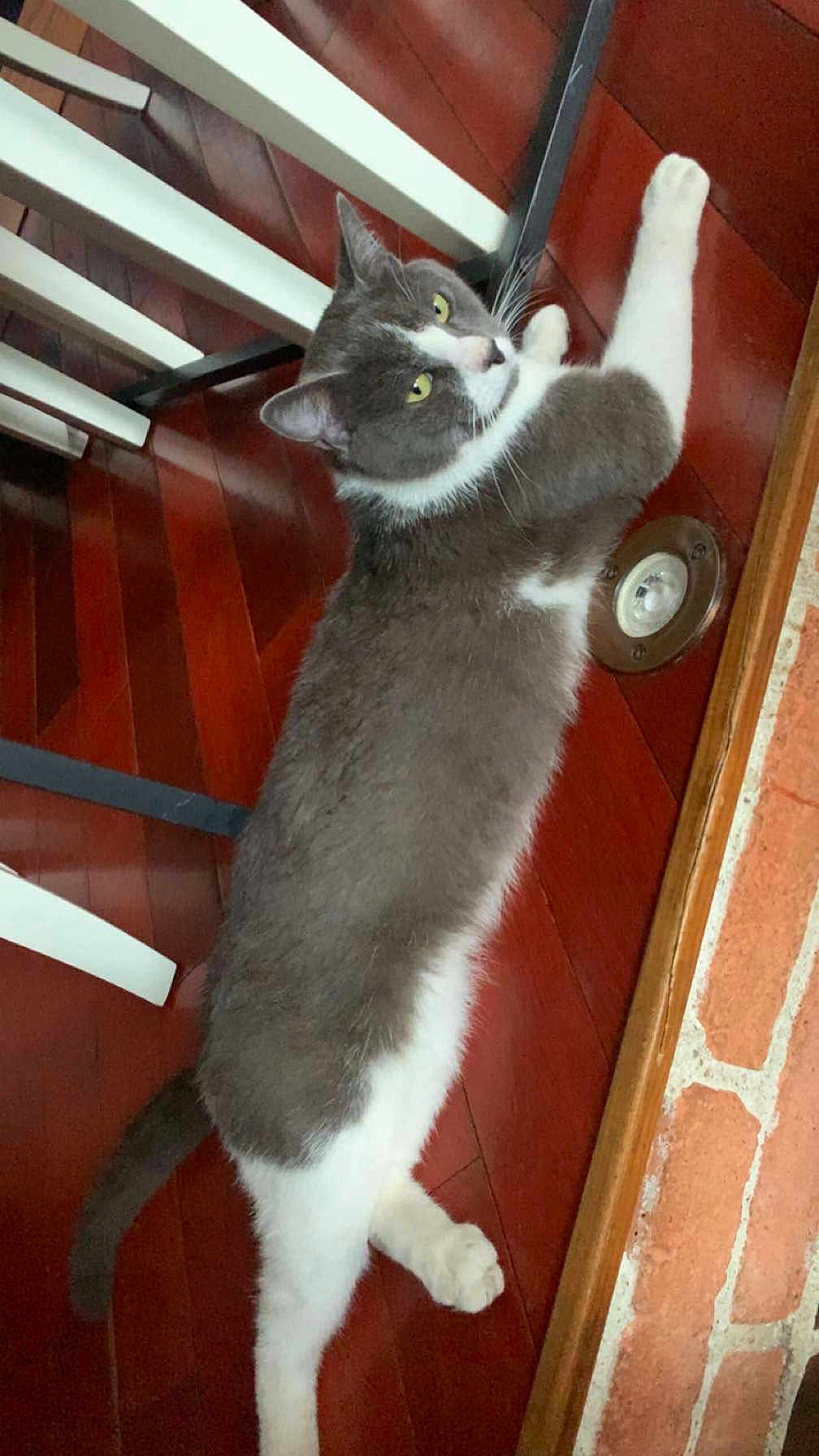 Rocket participe au concours pour gagner de l'argent avec cette photo : cat, gray_cat, white_cat, pet, floor, wooden_floor, chair, furniture, indoor, animal, domestic_animal, curious, stretching, yellow_eyes, tail, paw, relaxed, looking_back, brick_wall, home