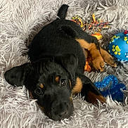 Athena participe au concours pour gagner de l'argent avec cette photo : puppy, dog, black, tan, fluffy_rug, toy, blue_toy, orange_toy, lying_down, curious, pet, indoor, cute, small, playful, animal, fur, ears, face, resting