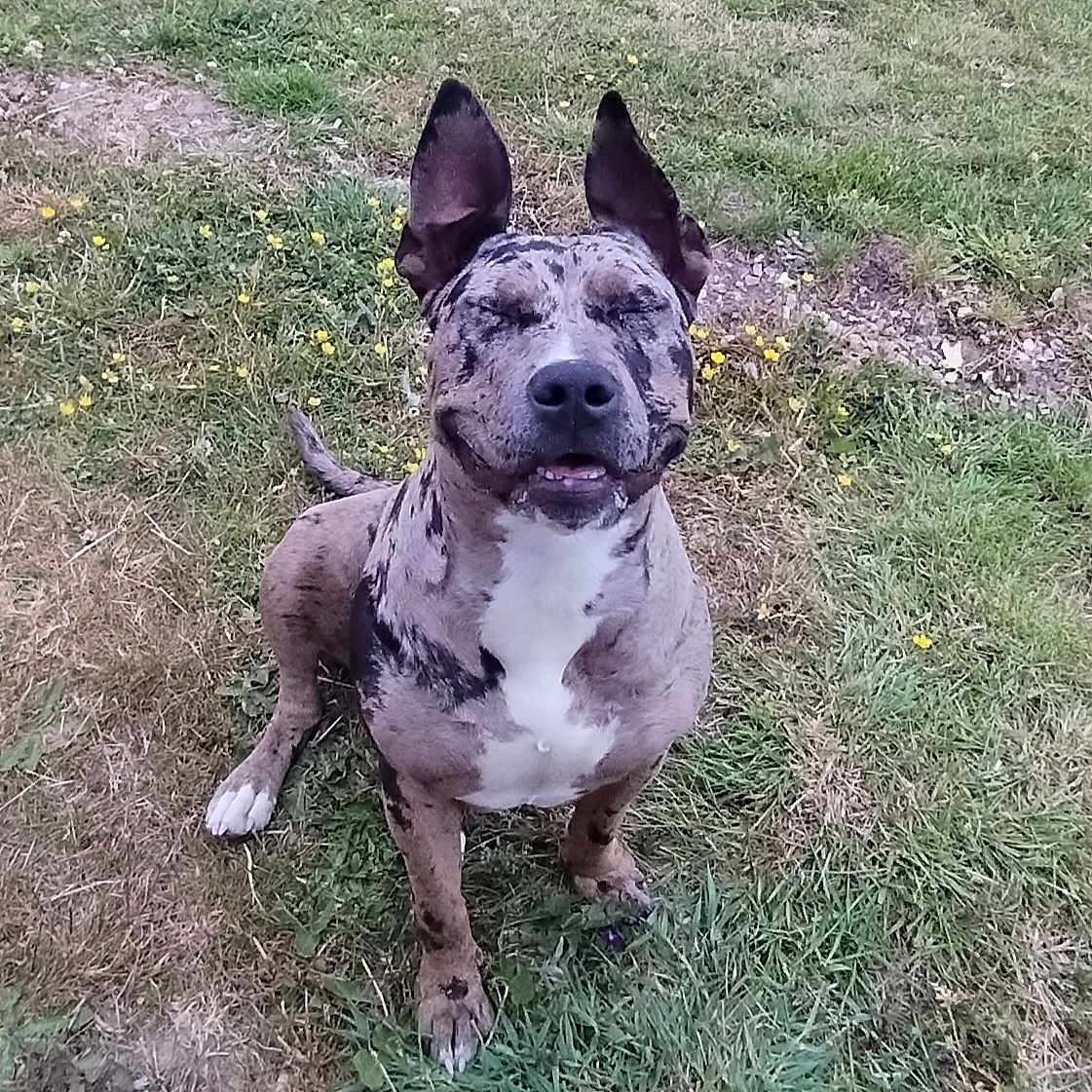 Kiara a rejoint le concours — aidez-le/la à gagner de superbes lots ! animal, brindle, canine, closeup, daylight, dog, ears, field, flora, grass, happy, mammal, nature, outdoor, paw, pet, sitting, smiling, tongue, yellow_flower