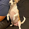 Bailey is registered to the contest to win money with this photo: dog, small_dog, sitting, curious, indoor, couch, person, blue_shorts, white_and_brown, pet, animal, companion, cute, alert, tail, paw, fur, domestic_animal, friendly, looking