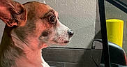 Bailey is registered to the contest to win money with this photo: dog, car, steering_wheel, window, paw, interior, pet, animal, driver_seat, focused, side_view, short_hair, small_dog, ears, snout, lighting, wall, yellow_post, vehicle, cute