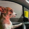 dog, car, steering_wheel, window, paw, interior, pet, animal, driver_seat, focused, side_view, short_hair, small_dog, ears, snout, lighting, wall, yellow_post, vehicle, cute