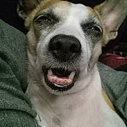 Bailey is registered to the contest to win money with this photo: dog, pet, animal, face, ears, mouth, teeth, snout, fur, expression, cozy, blanket, indoor, closeup, cute, funny, portrait, relaxed, canine, domestic