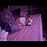 Bailey is registered to the contest to win money with this photo: dog, bed, blanket, purple, indoor, resting, sleepy, fur, pet, cozy, pillow, snuggle, relaxing, domestic, animal, canine, comfort, sleep, quiet, furniture