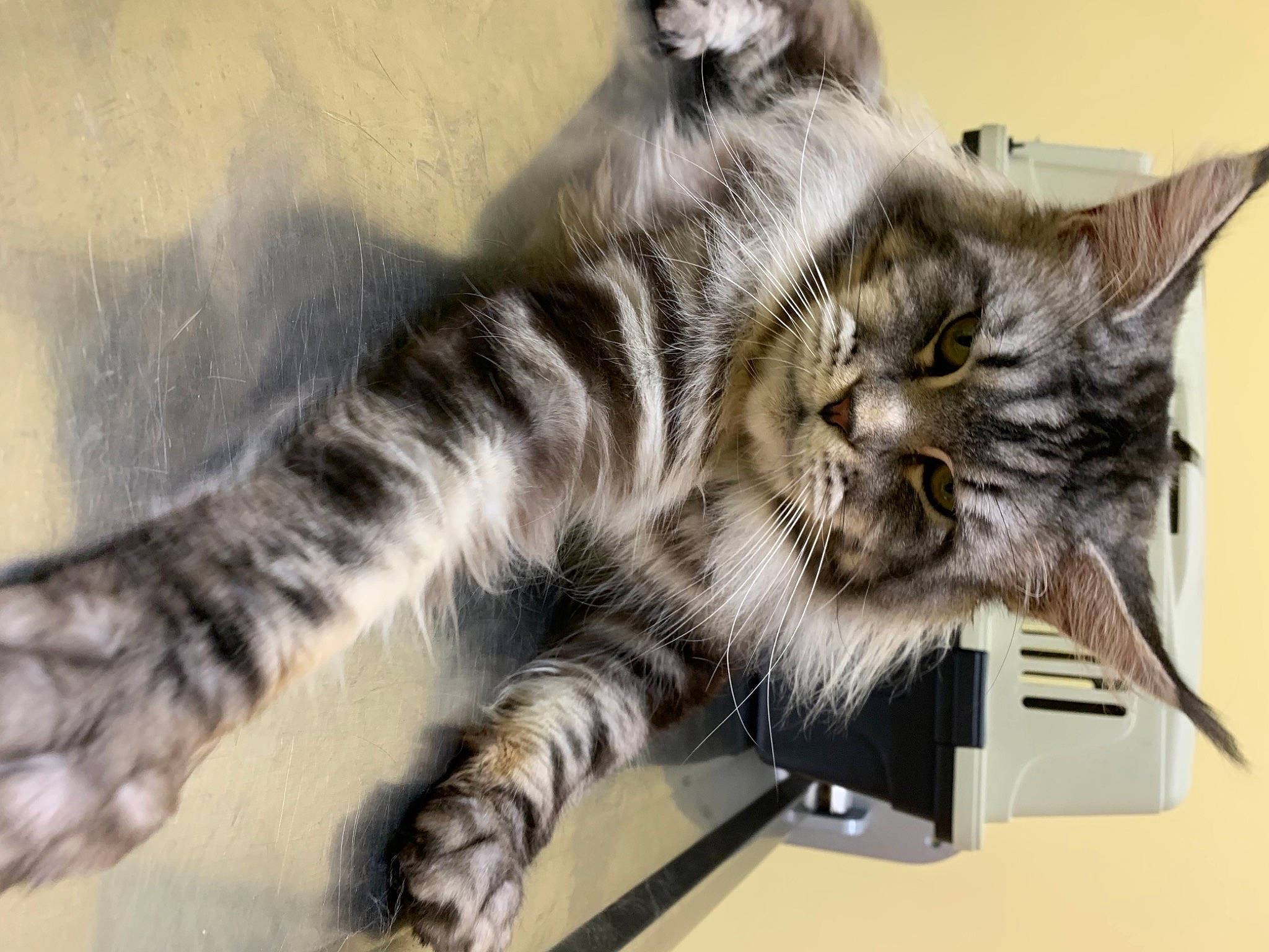 Grimm is registered to the contest to win money with this photo: carnivore, cat, claw, felidae, fur, paw, small_to_medium_sized_cats, tail, terrestrial_animal, whiskers