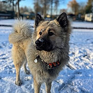 Ava a rejoint le concours — aidez-le/la à gagner de superbes lots ! dog, snow, winter, outdoor, portrait, fluffy_fur, pointy_ears, curled_tail, black_muzzle, frosty_nose, collar, dog_tag, standing, animal, pet, snowy_ground, trees, blue_sky, residential_area, close_up
