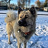 dog, snow, winter, outdoor, portrait, fluffy_fur, pointy_ears, curled_tail, black_muzzle, frosty_nose, collar, dog_tag, standing, animal, pet, snowy_ground, trees, blue_sky, residential_area, close_up