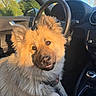 Ava a rejoint le concours — aidez-le/la à gagner de superbes lots ! dog, fluffy_dog, golden_fur, pet, animal, portrait, close_up, sitting, car, vehicle, driver_seat, steering_wheel, dashboard, gear_shift, car_interior, sunlight, trees, outdoor, harness, collar