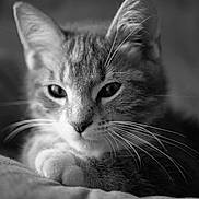 Titou participe au concours pour gagner de l'argent avec cette photo : animal, black_and_white, calm, cat, close_up, cozy, cute, domestic_animal, feline, fur, indoor, muzzle, paws, pet, portrait, relaxed, resting, sleepy, soft_focus, whiskers
