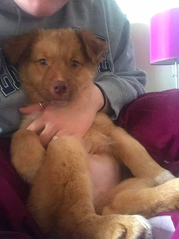 Cheka joined the competition — help win amazing prizes! canidae, carnivore, comfort, companion_dog, dog, dog_breed, fawn, fur, home_accessories, lamp, lampshade, light_fixture, lighting, lighting_accessory, magenta, muscle, sitting, skin, snout, working_animal