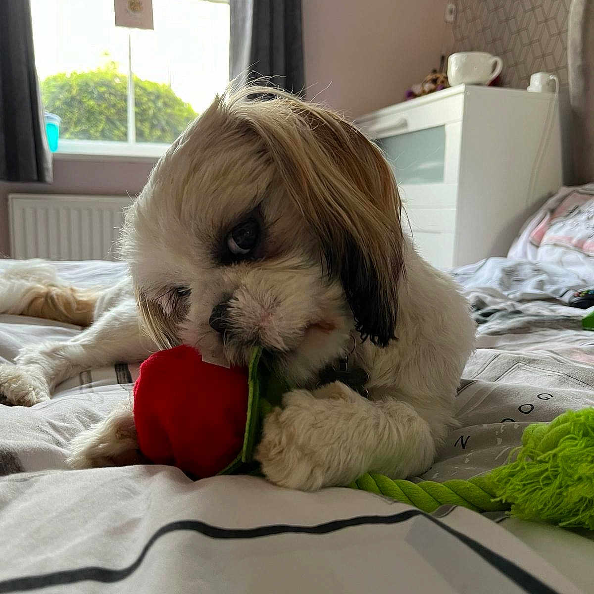 Daisy joined the competition — help win amazing prizes! bed, brown, carpet, chewing, collar, cozy, cute, dog, drapes, furniture, home, indoor, pet, plush, relaxed, room, soft_light, toy, white, window