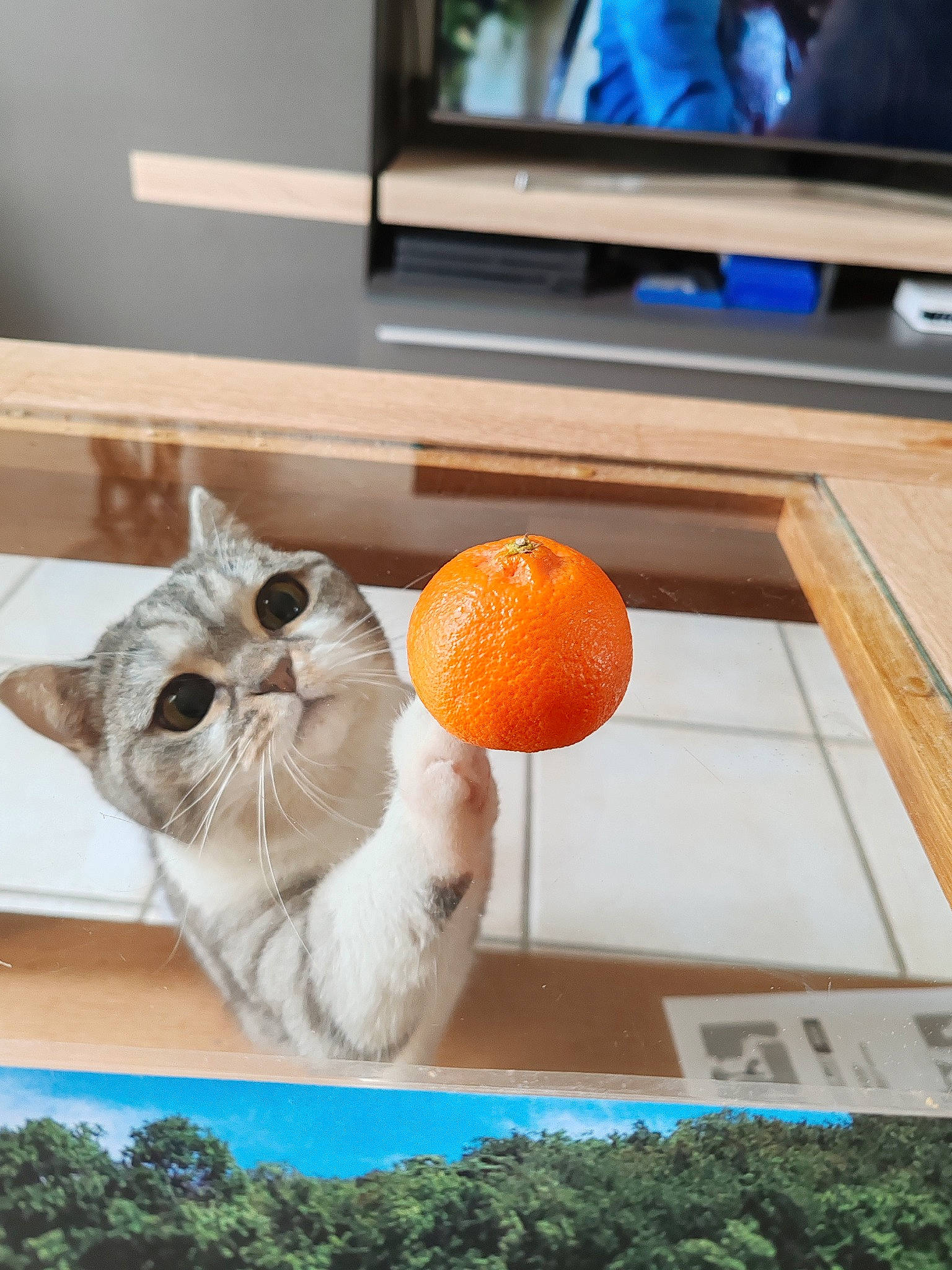 Toscane participe au concours pour gagner de l'argent avec cette photo : ball, carnivore, cat, citrus, felidae, flooring, food, fruit, hardwood, natural_foods, orange, plant, pumpkin, small_to_medium_sized_cats, tableware, tail, television, vegetable, whiskers, wood