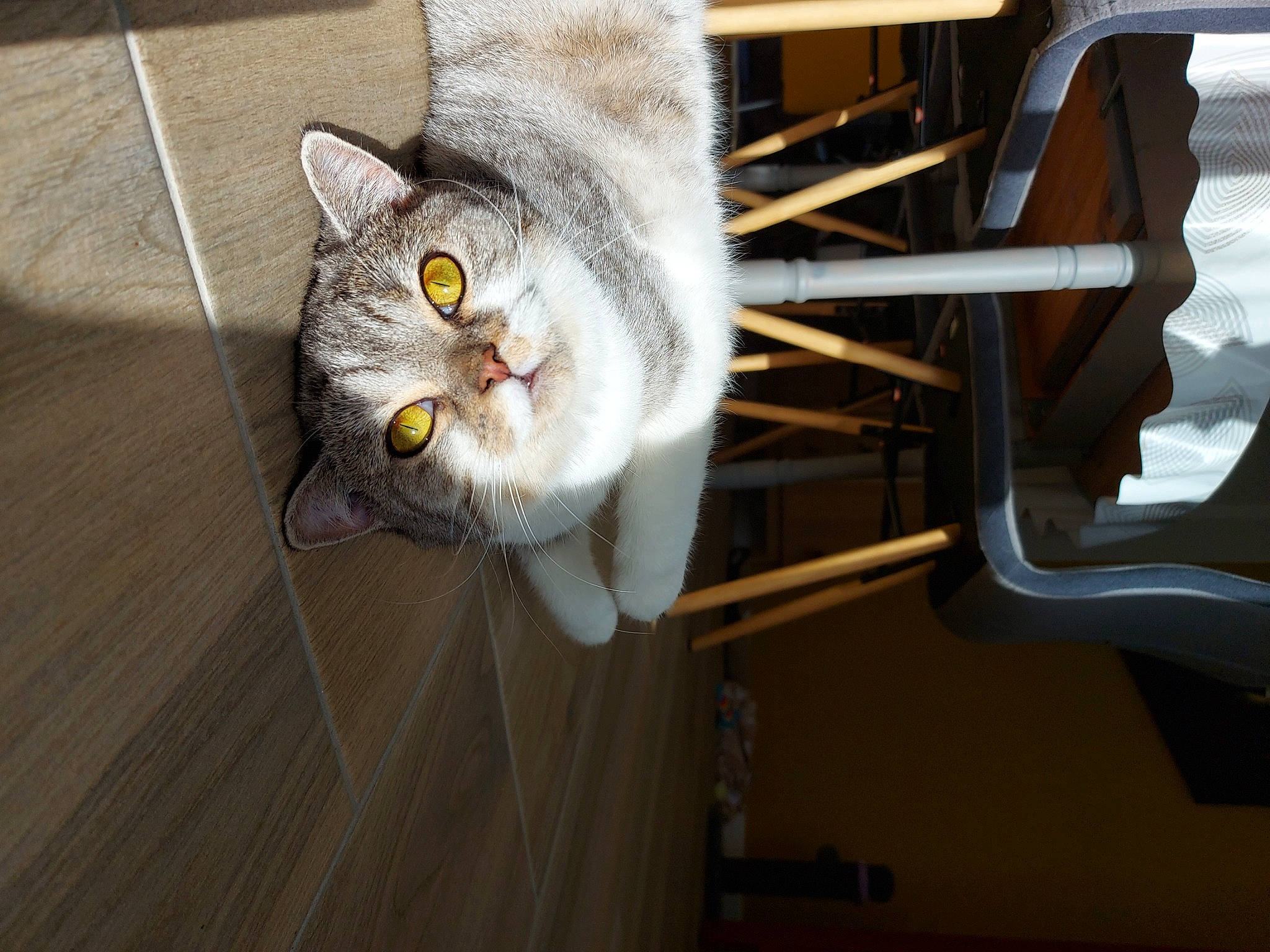 Toscane a rejoint le concours — aidez-le/la à gagner de superbes lots ! carnivore, cat, chair, domestic_short_haired_cat, felidae, fur, grey, hardwood, metal, shelf, small_to_medium_sized_cats, tail, whiskers, wood