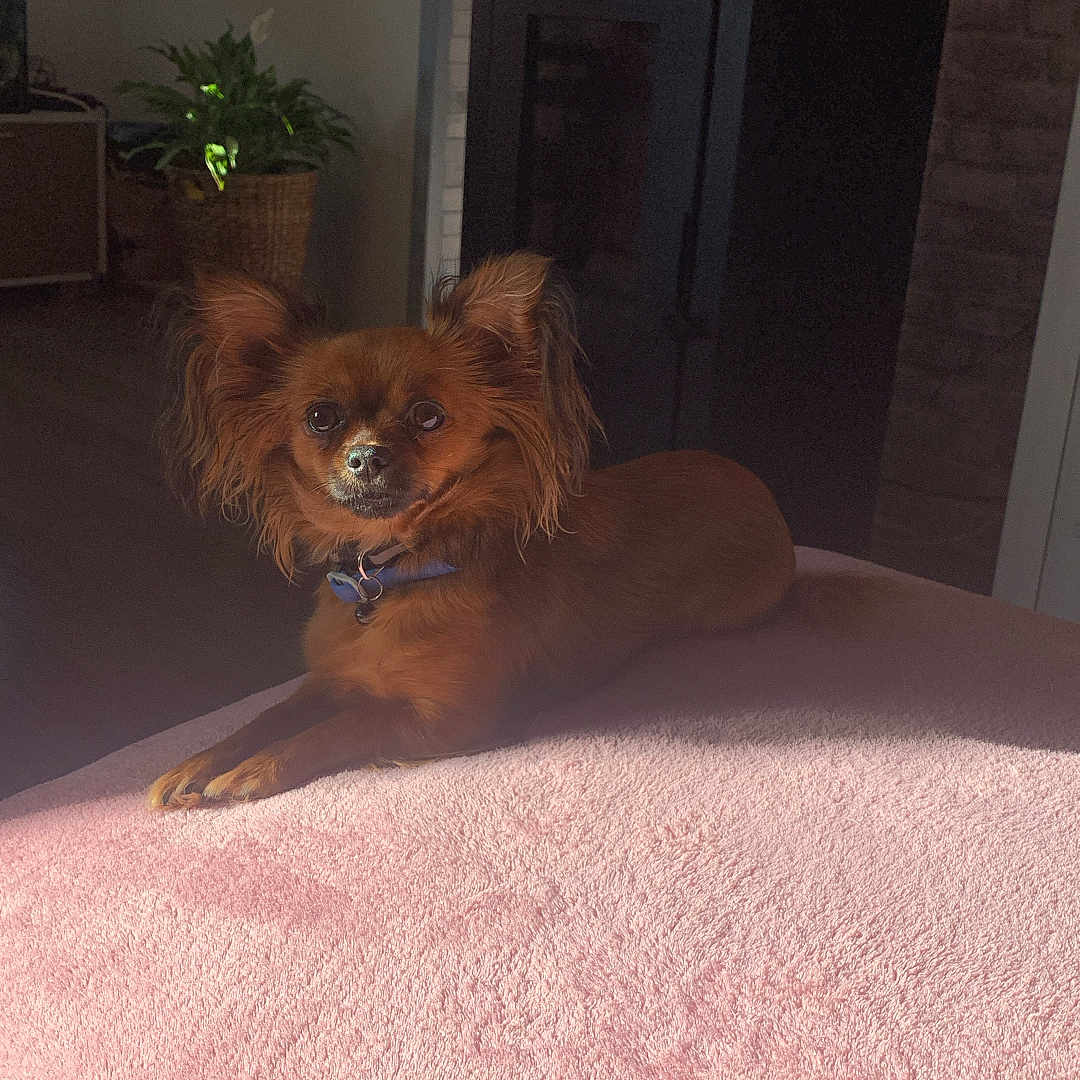Praline