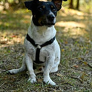 Inti participe au concours pour gagner de l'argent avec cette photo : alert, animal, black_and_white, canine, daylight, dog, ears, forest, fur, grass, ground, harness, leaves, mammal, nature, outdoor, pet, sitting, trees, woodland