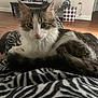 Charlie is registered to the contest to win money with this photo: cat, feline, pet, indoor, living_room, blanket, zebra_pattern, fur, close_up, eyes, whiskers, nose, relaxed, lap, sofa, hardwood_floor, decor, picture_frame, storage_box, cozy