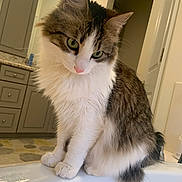 Charlie is registered to the contest to win money with this photo: cat, pet, animal, long_haired, green_eyes, bathroom, sink, faucet, countertop, cabinets, tile_floor, paw, whiskers, fur, indoor, portrait, curious, sitting, bathtub, domestic