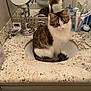 cat, sink, bathroom, countertop, mirror, faucet, toothbrush, toiletries, towel, reflection, pet, fur, tail, cabinet, vanity_mirror, digital_clock, pump_bottle, grooming, sitting, looking_at_camera