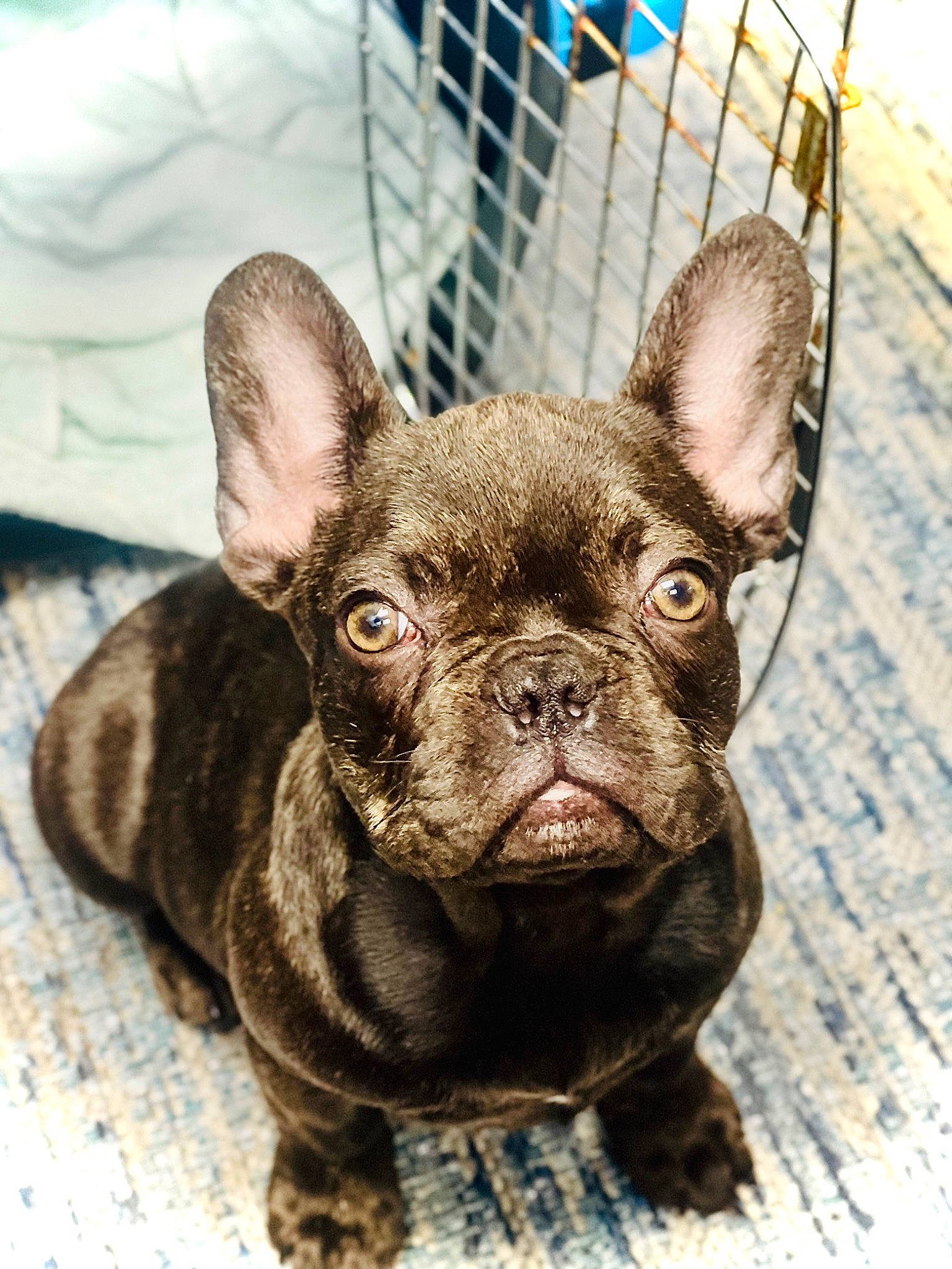 Luna Skye joined the competition — help win amazing prizes! bulldog, canidae, carnivore, companion_dog, dog, dog_breed, dog_collar, ear, eye, fawn, french_bulldog, liver, puppy, snout, sporting_group, terrestrial_animal, toy_dog, whiskers, working_animal, wrinkle