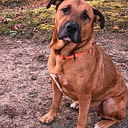 Yankee is registered to the contest to win money with this photo: animal, brown_dog, canine, closeup, companion, curious, daylight, dirt_path, dog, fallen_leaves, fur, ground, head_tilt, moss, nature, orange_collar, outdoor, paw, pet, sitting