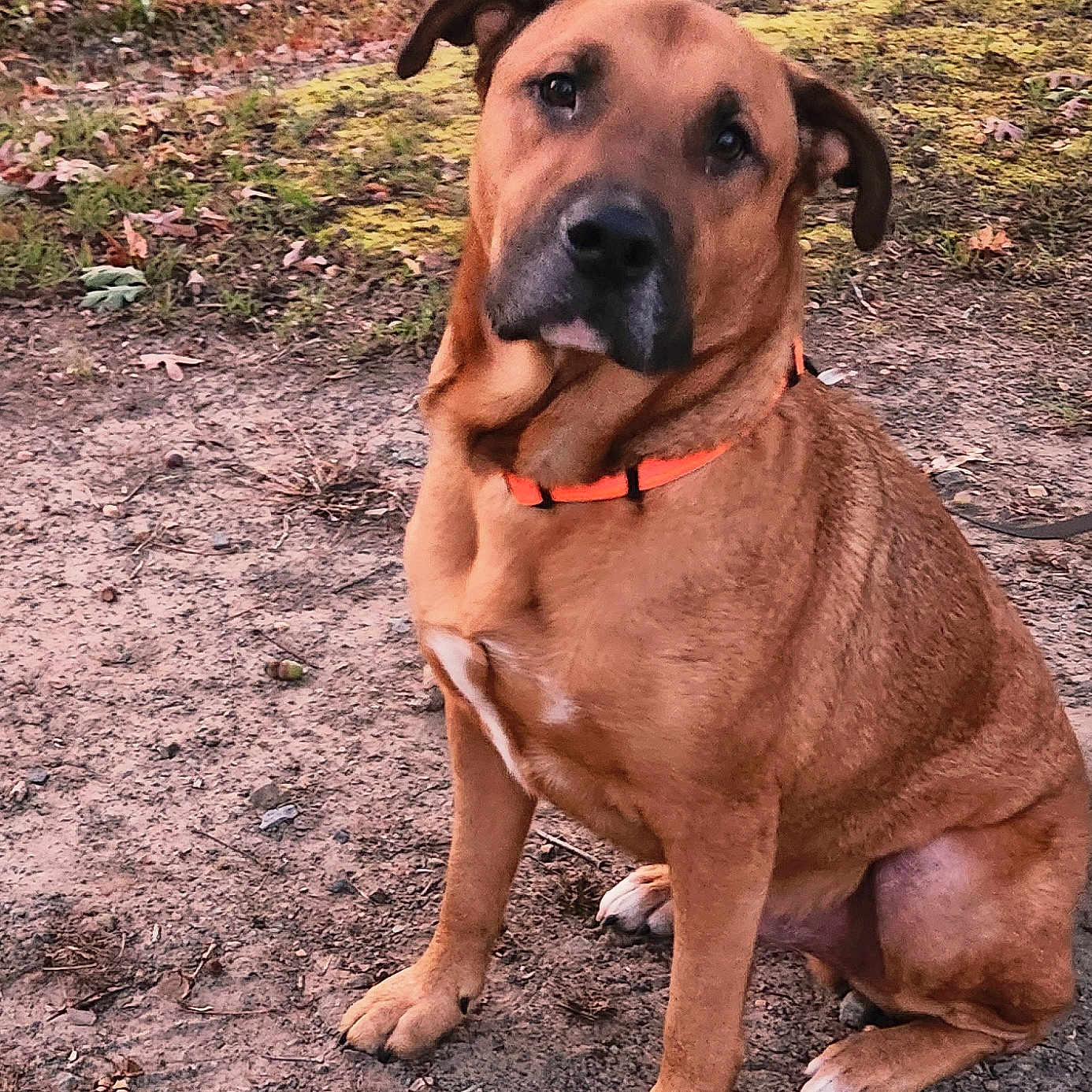 Yankee is registered to the contest to win money with this photo: animal, brown_dog, canine, closeup, companion, curious, daylight, dirt_path, dog, fallen_leaves, fur, ground, head_tilt, moss, nature, orange_collar, outdoor, paw, pet, sitting