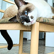 Floki participe au concours pour gagner de l'argent avec cette photo : cat, siamese_cat, blue_eyes, wooden_chair, indoor, floor_tile, relaxed, lounging, feline, pet, whiskers, cute, animal, domestic, head_tilt, cushion, fur, tail, household, closeup