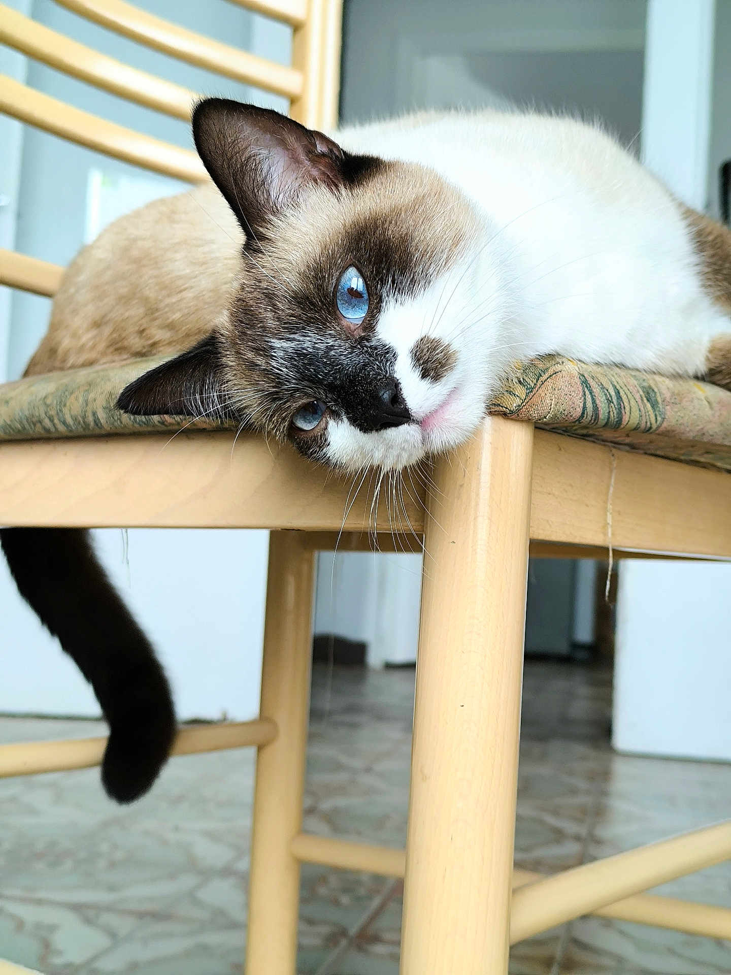 Floki participe au concours pour gagner de l'argent avec cette photo : cat, siamese_cat, blue_eyes, wooden_chair, indoor, floor_tile, relaxed, lounging, feline, pet, whiskers, cute, animal, domestic, head_tilt, cushion, fur, tail, household, closeup