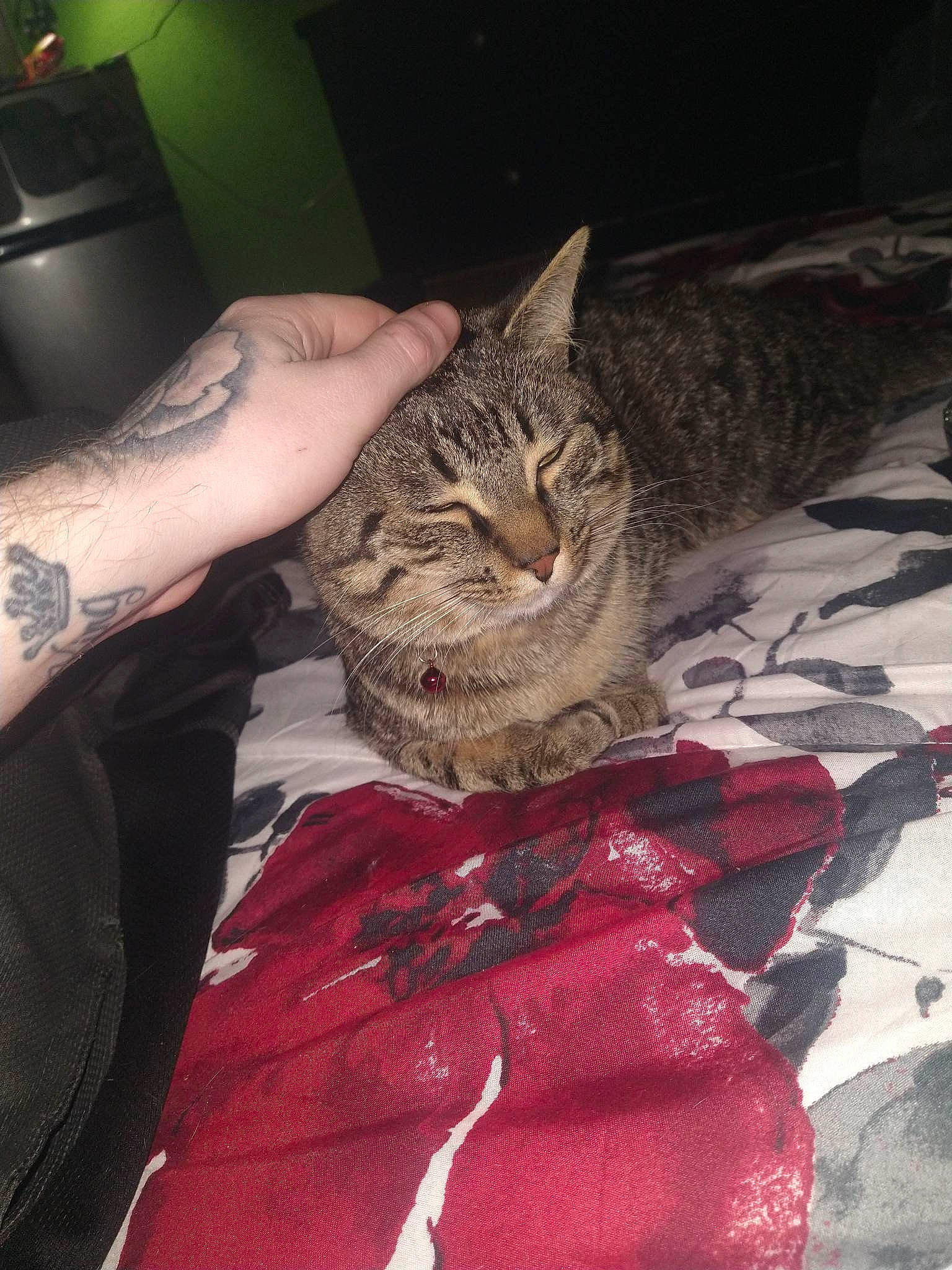 Mister is registered to the contest to win money with this photo: carnivore, cat, claw, domestic_short_haired_cat, fashion_accessory, felidae, foot, fur, gesture, human_leg, lap, linens, nail, sitting, small_to_medium_sized_cats, tail, temporary_tattoo, thigh, tree, whiskers