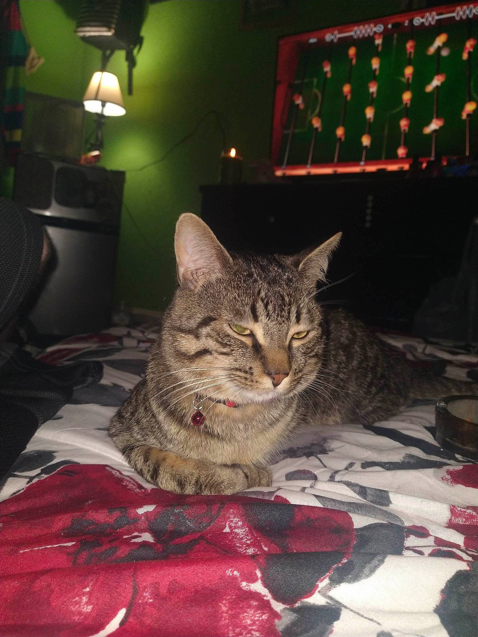 Mister joined the competition — help win amazing prizes! black, carnivore, cat, comfort, darkness, domestic_short_haired_cat, felidae, flooring, fur, grey, linens, night, room, sitting, small_to_medium_sized_cats, snout, television, whiskers, window, wood