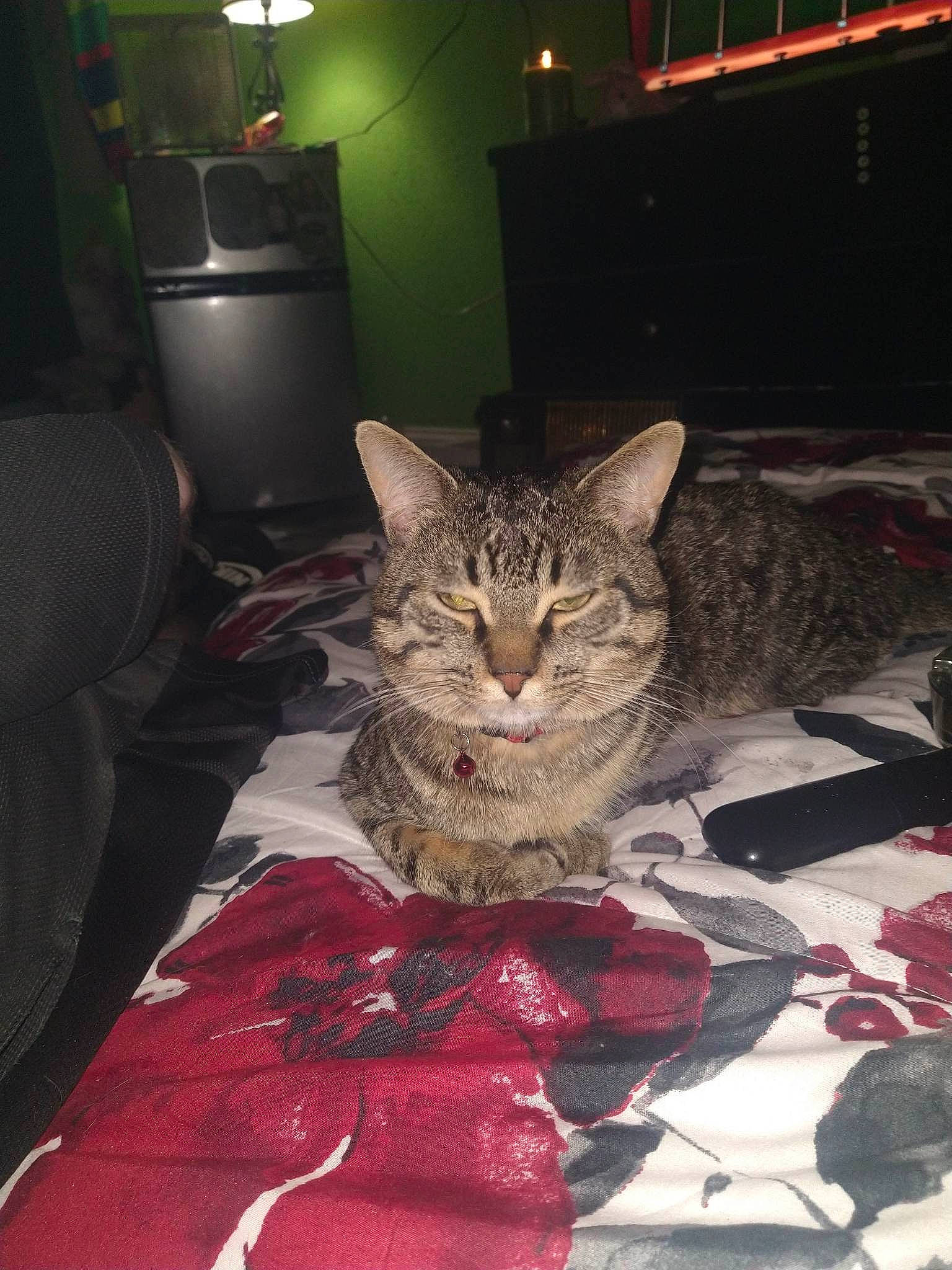 Mister joined the competition — help win amazing prizes! carmine, carnivore, cat, claw, comfort, darkness, domestic_short_haired_cat, felidae, flooring, fur, houseplant, lap, linens, room, sitting, small_to_medium_sized_cats, tail, tree, whiskers