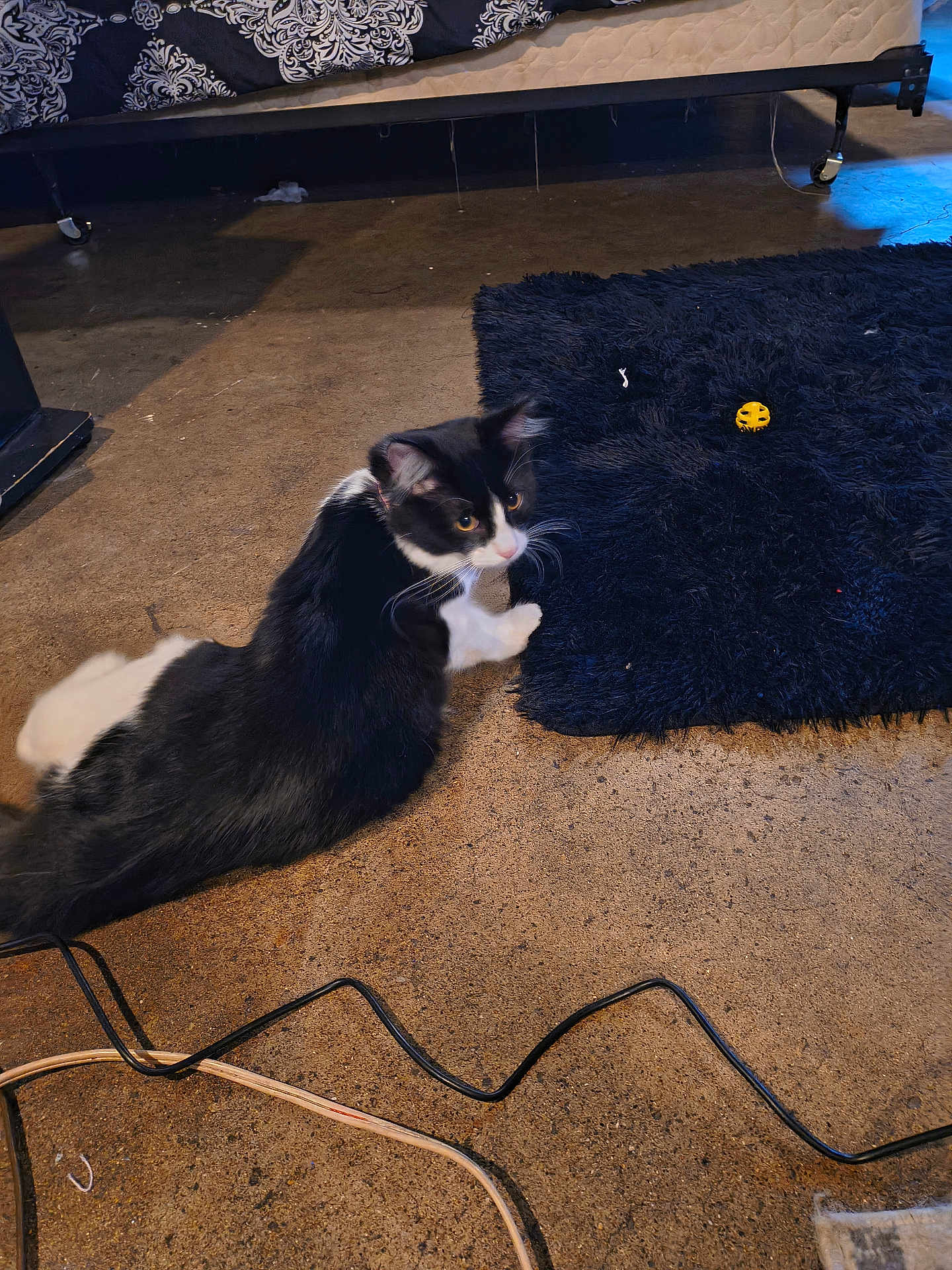 Momo joined the competition — help win amazing prizes! alert, animal, bed, black_and_white, cable, cat, concrete_floor, curious, domestic, feline, floor, furniture, indoor, pet, playful, resting, rug, shaggy_rug, toy, whiskers