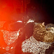 Momo is registered to the contest to win money with this photo: animal, bedspread, black_cat, cat, collar, cozy, domestic_animal, feline, flare, fur, indoor, nap, orange_light, patterned_bedspread, pet, quiet, resting, sleeping, tabby_cat, three_animals