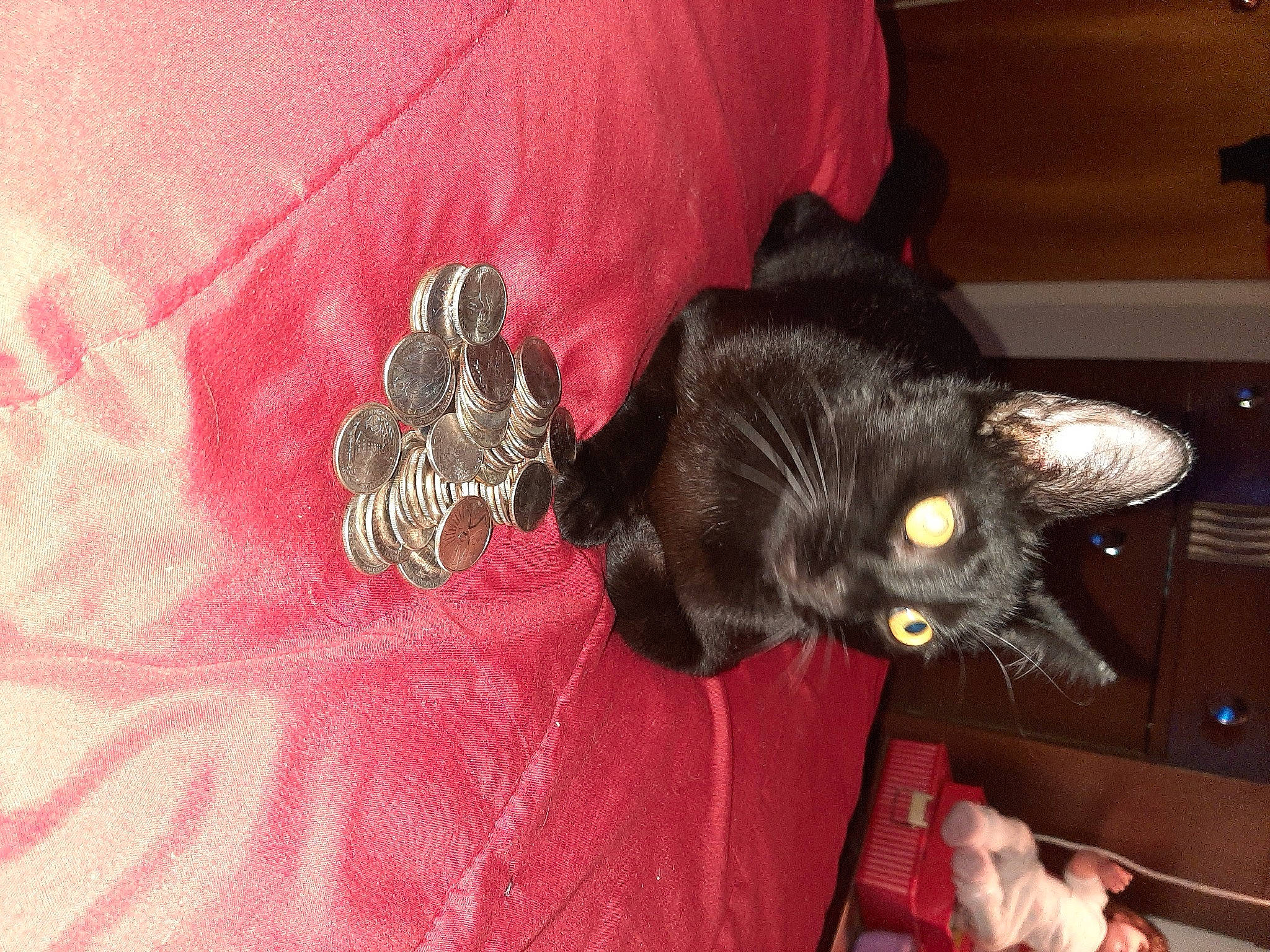 Astro joined the competition — help win amazing prizes! black_cat, bombay, carnivore, cat, claw, comfort, dog_breed, domestic_short_haired_cat, fashion_accessory, felidae, fur, mammal, small_to_medium_sized_cats, snout, tail, whiskers