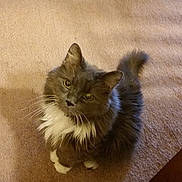 Harry is registered to the contest to win money with this photo: animal, carpet, cat, fluffy, furniture, home, indoor, long_hair, looking_up, pet, phone_interface, portrait, standing, table, tuxedo_cat, vertical_photo, whiskers, white_chest, white_paws, yellow_eyes