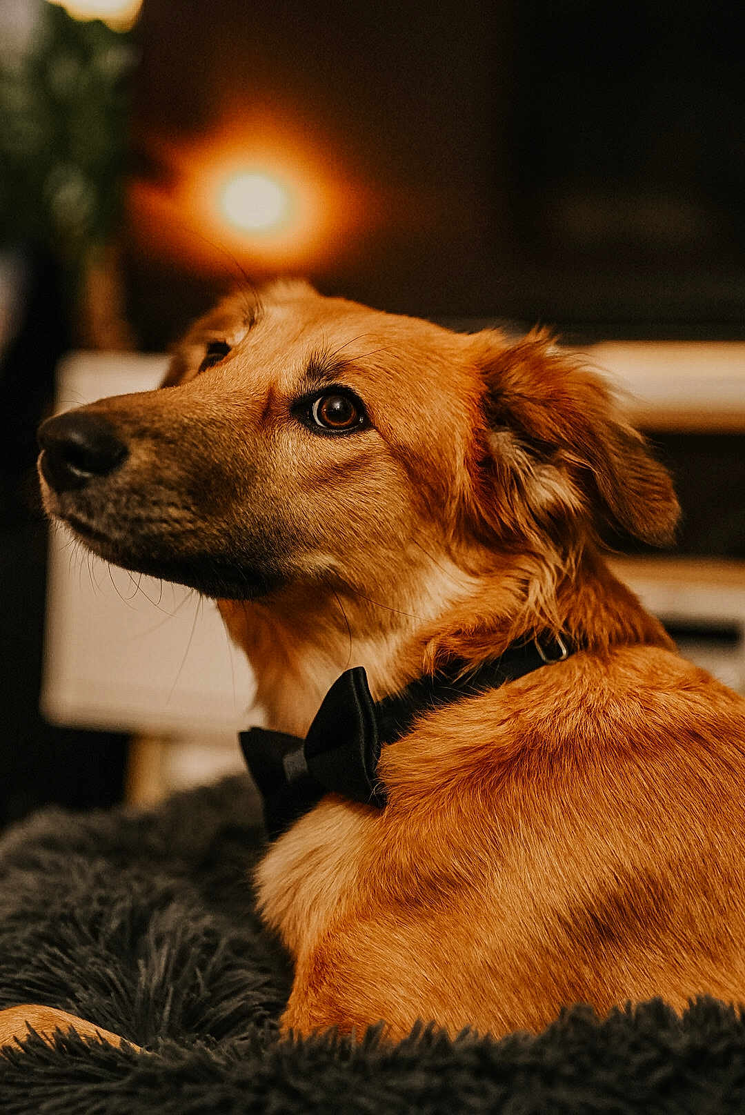 Molly participe au concours pour gagner de l'argent avec cette photo : dog, golden_brown, bow_tie, fluffy_blanket, indoor, pet, portrait, close_up, fur, canine, resting, cozy, soft_lighting, warm_tones, side_view, animal, domestic, cute, relaxed, companion