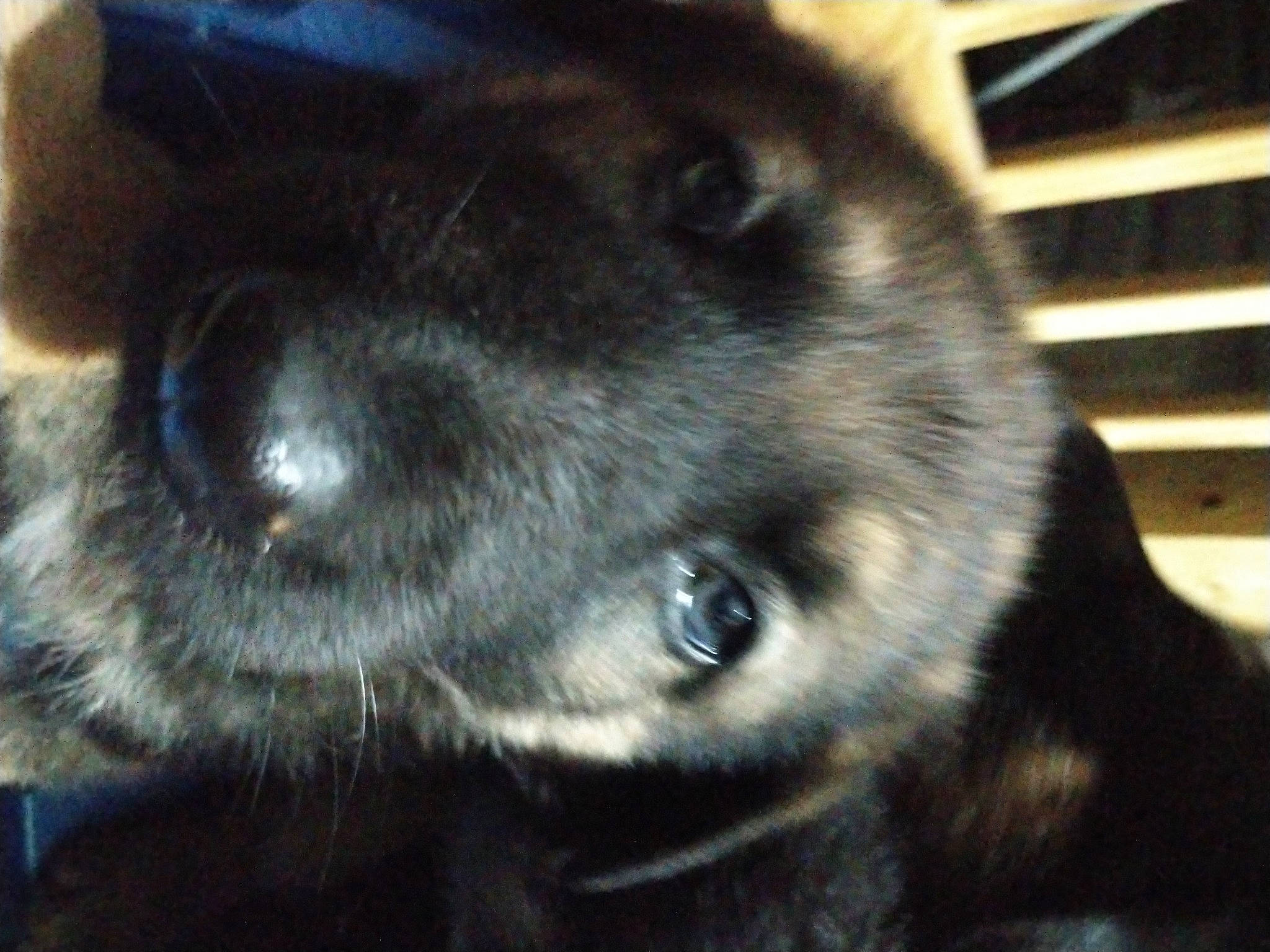 Drogo joined the competition — help win amazing prizes! canidae, carnivore, dog, dog_breed, ear, eye, mammal, nose, puppy, snout, sporting_group