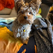 Teddie Bear is registered to the contest to win money with this photo: dog, pet, small_dog, curious, fluffy, ears, indoor, blanket, colorful, cozy, close_up, fur, animal, cute, companion, domestic_animal, portrait, looking_at_camera, living_room, furniture
