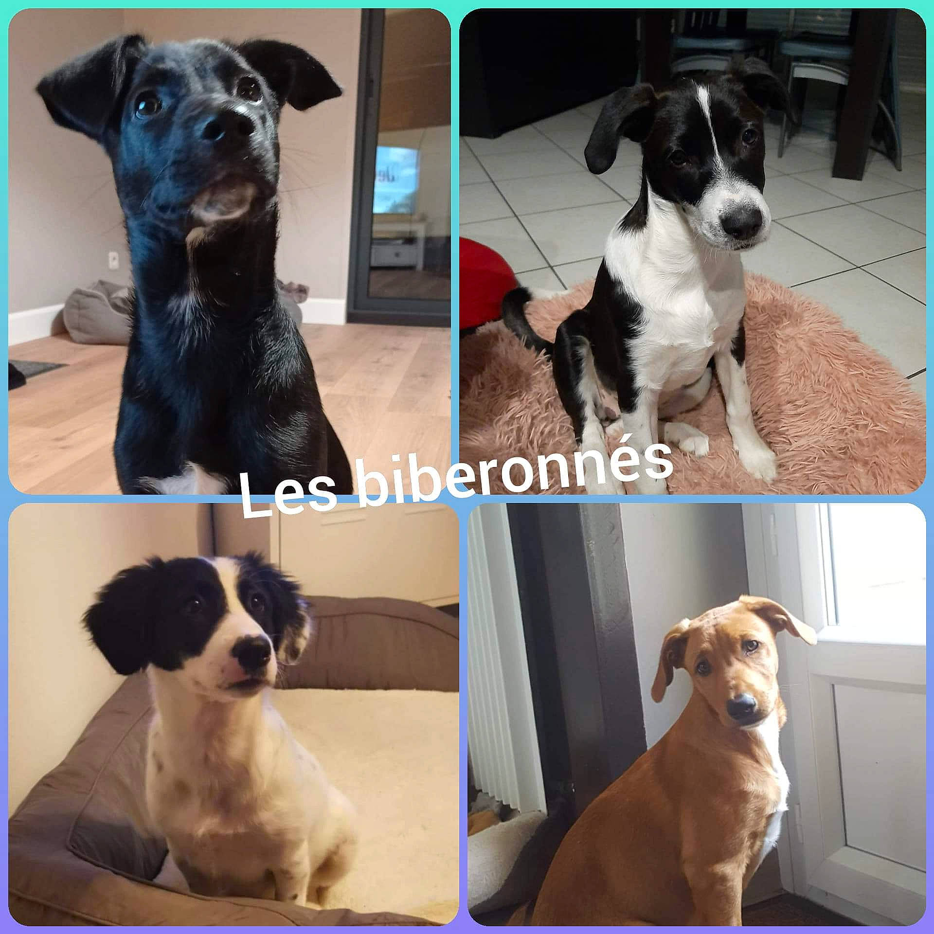 Gretsch participe au concours pour gagner de l'argent avec cette photo : ancient_dog_breeds, border_collie, canidae, carnivore, companion_dog, dog, dog_breed, jack_russell_terrier, labrador_retriever, mammal, puppy, rare_breed_dog, sporting_group, vertebrate, working_dog