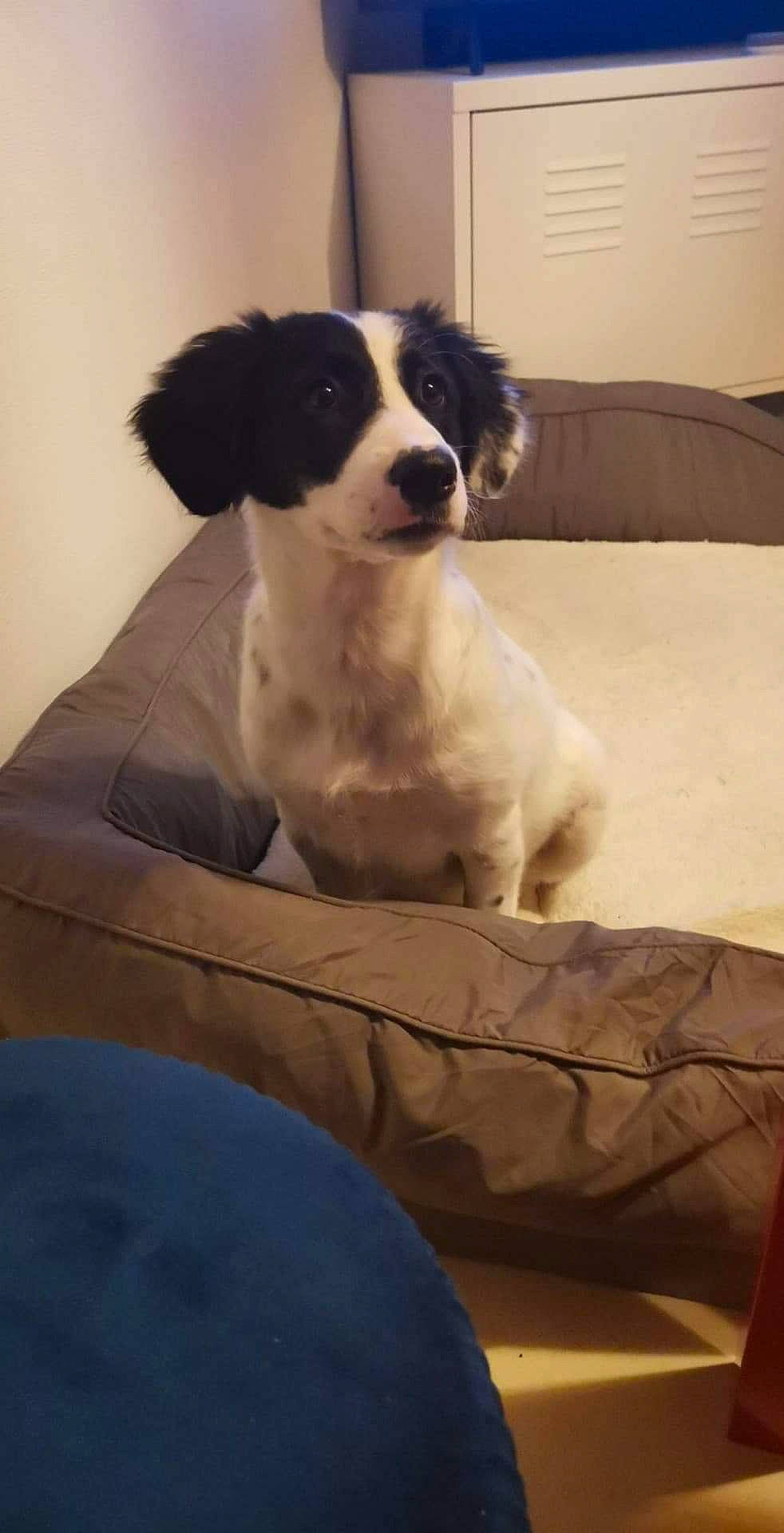 Gretsch participe au concours pour gagner de l'argent avec cette photo : border_collie, canidae, carnivore, companion_dog, dog, dog_breed, mammal, puppy, rare_breed_dog, sporting_group, vertebrate