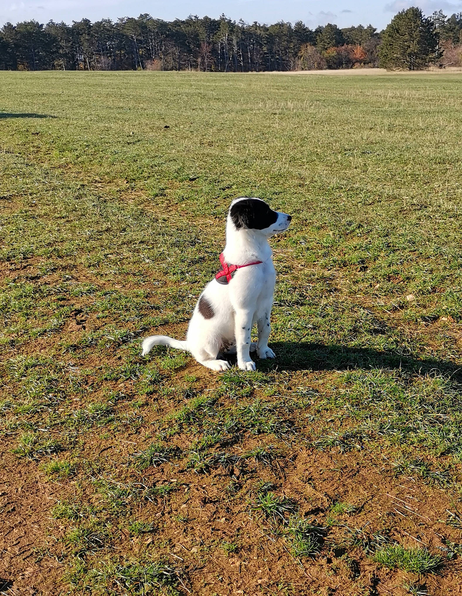 Gretsch participe au concours pour gagner de l'argent avec cette photo : canidae, carnivore, companion_dog, danish_swedish_farmdog, dog, dog_breed, feist, grass, hunting_dog, mammal, pointer, ratonero_bodeguero_andaluz, smooth_fox_terrier, sporting_group, tenterfield_terrier, terrier, treeing_feist