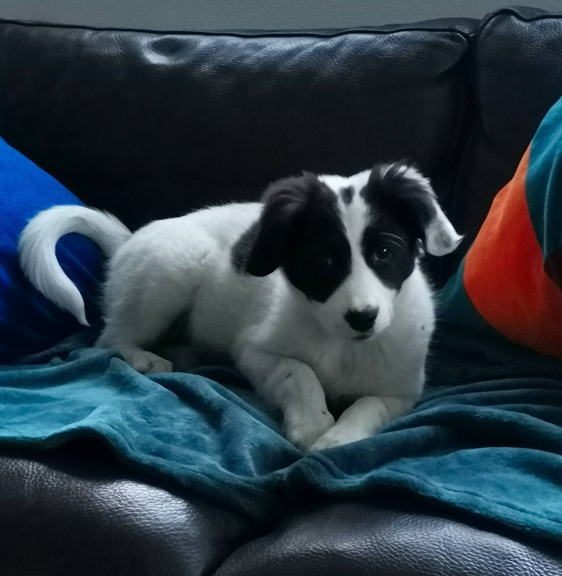 Gretsch a rejoint le concours — aidez-le/la à gagner de superbes lots ! border_collie, canidae, carnivore, companion_dog, dog, dog_breed, mammal, puppy, rare_breed_dog, sporting_group, vertebrate