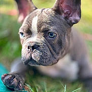 Poppy is registered to the contest to win money with this photo: animal, blue_eyes, close_up, cute, daylight, dog, ears, focused, french_bulldog, fur, grass, nature, outdoor, paw, pet, portrait, puppy, resting, snout, young