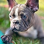 animal, blue_eyes, close_up, cute, daylight, dog, ears, focused, french_bulldog, fur, grass, nature, outdoor, paw, pet, portrait, puppy, resting, snout, young