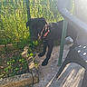 dog, black_dog, collar, garden, plants, greenery, fence, outdoor, sunlight, shadow, plastic_chair, concrete, curious, pet, animal, nature, daylight, grass, ground, backyard