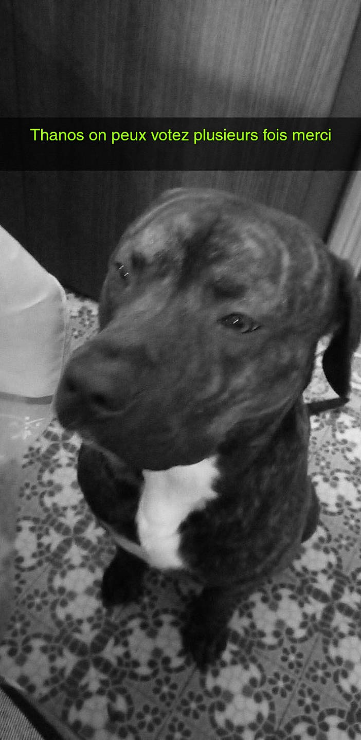 Thanos participe au concours pour gagner de l'argent avec cette photo : american_pit_bull_terrier, american_staffordshire_terrier, bandog, bully_kutta, canidae, carnivore, dog, dog_breed, fawn, great_dane, mammal, molosser, non_sporting_group, nose, pit_bull, puppy, snout, vertebrate