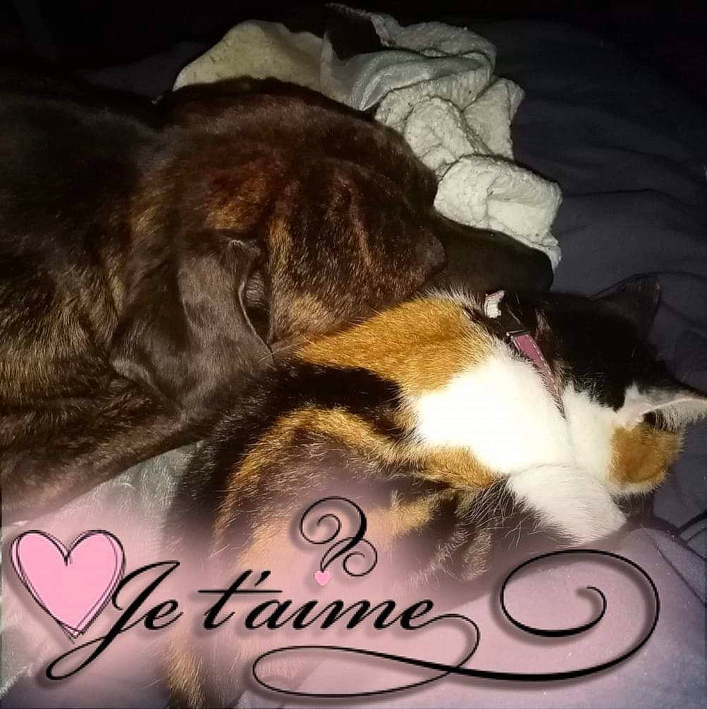 Thanos a rejoint le concours — aidez-le/la à gagner de superbes lots ! canidae, carnivore, cat, facial_expression, felidae, font, friendship, fur, human, love, nap, paw, photo_caption, puppy_love, sky, sleep, small_to_medium_sized_cats, smile, tail, whiskers